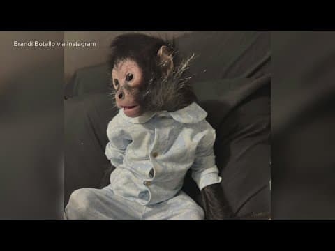 Monkey seized from Dallas influencer to be returned, after sanctuary found he had medical issues