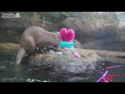 Animals at the Florida Aquarium are celebrating Valentine's Day