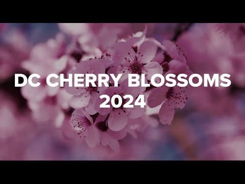 DC Cherry Blossoms 2024 | A WUSA9 Special Report