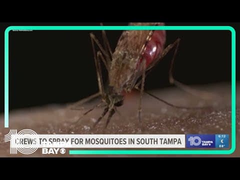 Hillsborough County mosquito spraying delayed amid spread of Dengue fever