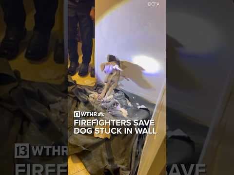 Firefighters rescue dog stuck inside of wall