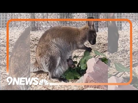It's a ...! Denver Zoo wallaby mom gets an adorable gender reveal