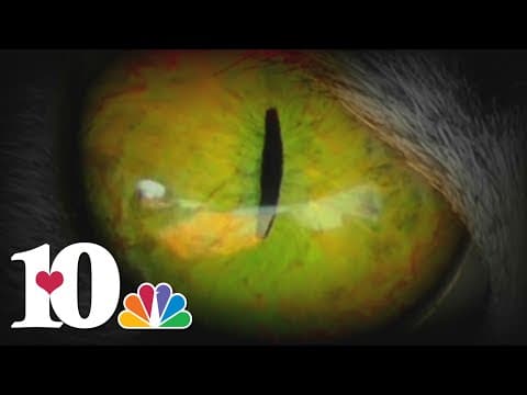 A Haunted Tour of East Tennessee: The legend of the Wampus Cat