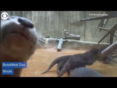 Otter pups explore new habitat for the first time at Brookfield Zoo