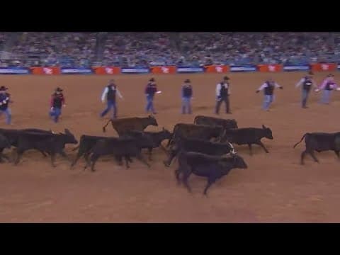 KHOU 11's Anayeli Ruiz gets a behind-the-scenes look at RodeoHouston's calf scramble