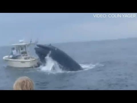 Boaters describe being capsized by whale off New Hampshire coast