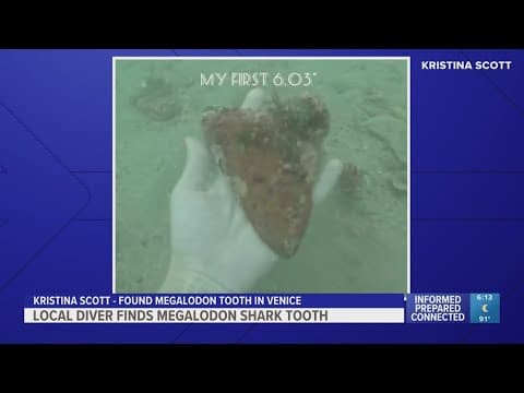 Woman finds megalodon tooth off coast of Venice while scuba diving