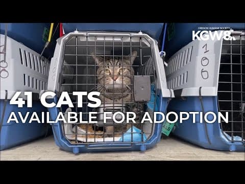 Oregon Humane Society receives 41 cats from Midwest floods