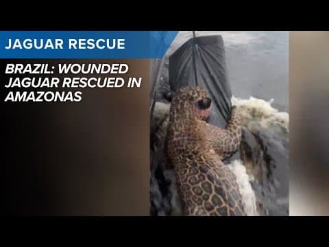 Wounded jaguar rescued in Amazonas