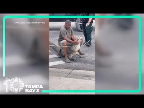 Gator gets close to biting trapper near Wesley Chapel elementary school
