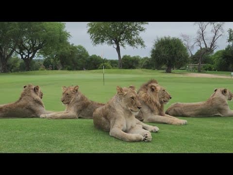 Lions, leopards, elephants run wild on South African golf course