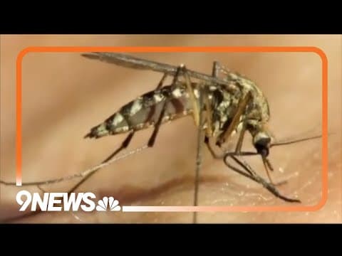 Here's what you should know about the Oropouche virus, also known as sloth fever