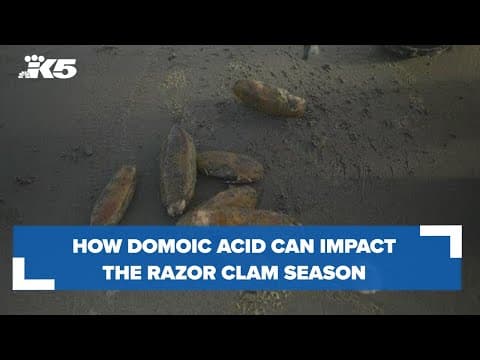 Domoic acid: How the toxin can impact Washington's razor clam season