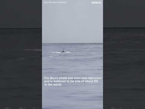 Rarest whale on the planet spotted on Texas coast #shorts