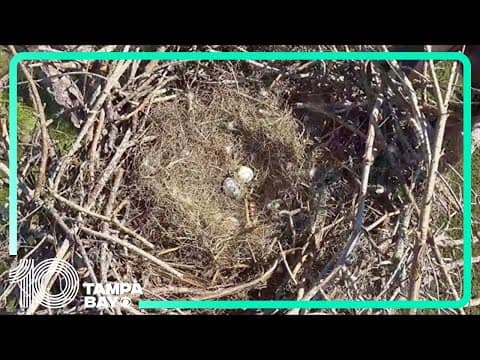 Live eagle cam: Southwest Florida eagle family gets bigger as 2 eggs are spotted in nest