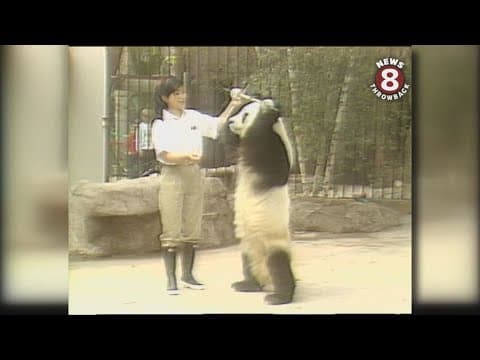 San Diego Zoo pandas in 1987