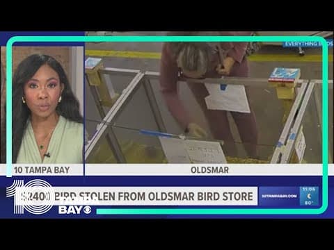 Woman stole baby bird worth $2,400 from store in Oldsmar, owner says
