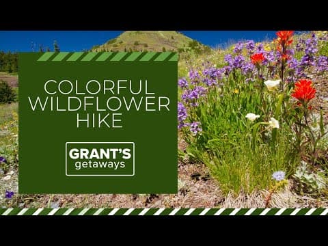 A colorful wildflower hike in the Oregon Cascades