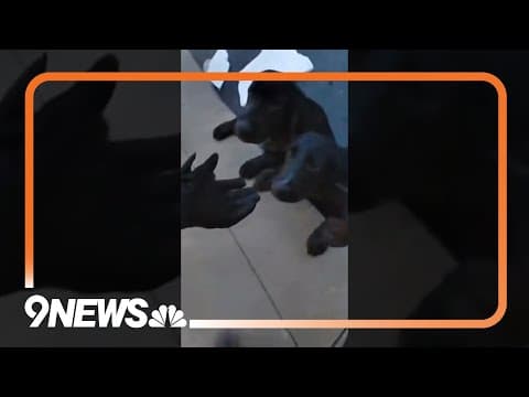 Bodycam footage: Officer saves dogs from icy pond in heartwarming footage in Fort Wayne, Indiana