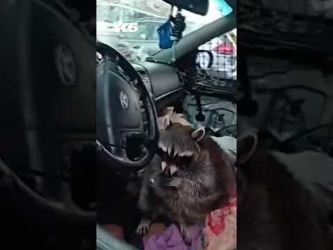 Raccoon with meth pipe found in suspect's car