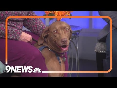 Peanut, a Weimaraner who thinks she's a chihuahua, needs a home