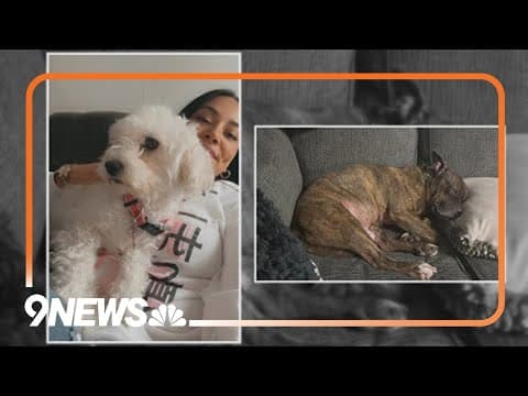 Fort Collins family loses beloved dogs in house fire