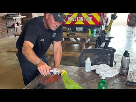 Pretty pet parrot drops by Houston fire station