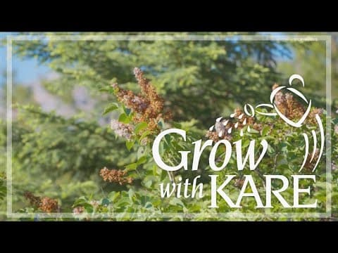 Grow with KARE: How to treat and prevent fungus in lilacs