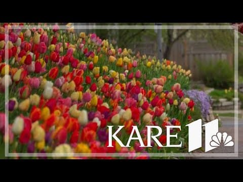 Remembering Lisa Stortz: Owner of Minneapolis' famous 'Tulip House' dies