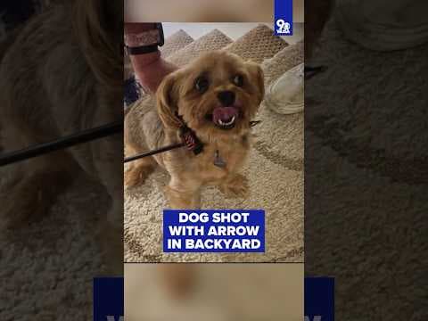 Dog gets shot with bow-and-arrow in the backyard