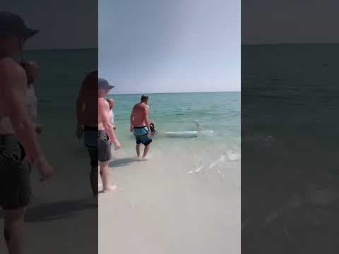 Beachgoers put shark back into water #shark