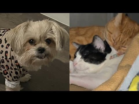 Fort Worth apartment fire survivors grieve pets who passed inside