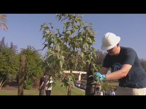 San Diego awarded $10 million grant to plant trees, increase urban forest amid changing climate