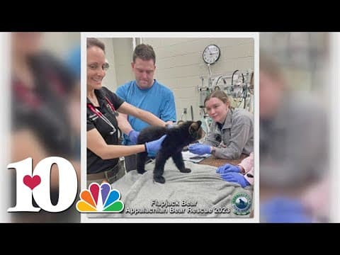 Missing “Flapjack Bear” now safe