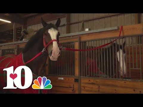 Budweiser Clydesdales visit East Tennessee, appearing at the Knoxville Veterans Day Parade