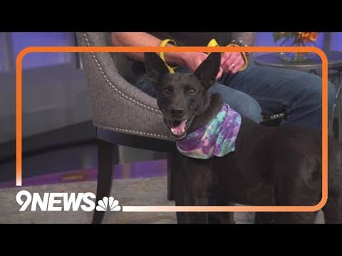 6-year-old Pippin looking for an owner to match his energy