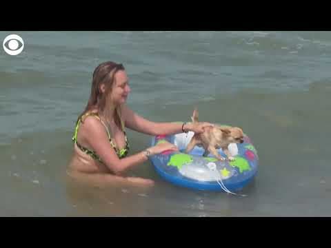 Dogs hit the beach in Italy to escape high temperatures