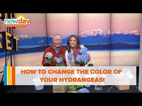 How to change of the color of Hydrangeas and keep them alive! - New Day NW