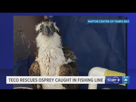 TECO workers help get a bird caught in fishing line down from platform she was stuck on