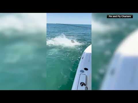 Sharks Swarm, Attack Motor of Charter Fishing Boat