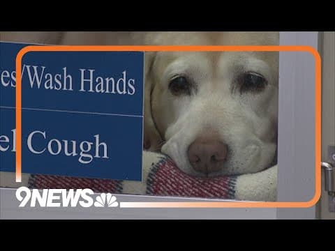 Is the mystery dog respiratory illness still a threat?