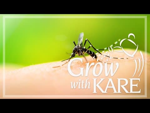 Grow with KARE: Great plants for keeping mosquitos away