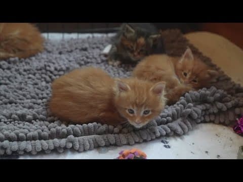 Have you heard about the puppy scam?  It's now spreading to kittens!