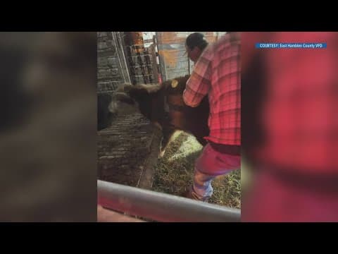 Over 100 cattle saved from semi-truck crash after dozens of people help rescue crews in Hamblen Co.