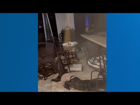 Officers wrangle and capture alligator in Livingston, Louisiana