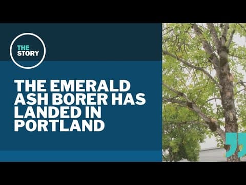 The emerald ash borer has reached Portland, forestry officials say
