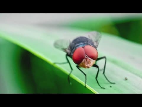 TN Department of Agriculture warns animal owners of potential New World Screwworm threat