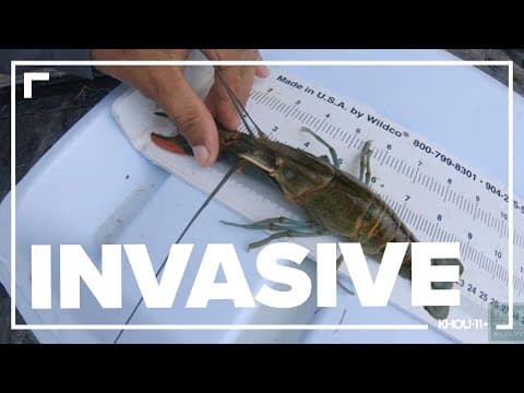 Invasive crayfish discovery raises red flags for Texas wildlife