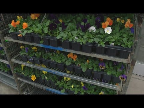 Pat Sullivan's tips for planting flowers
