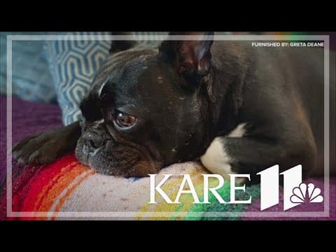 SPPD searching for dog taken from owner